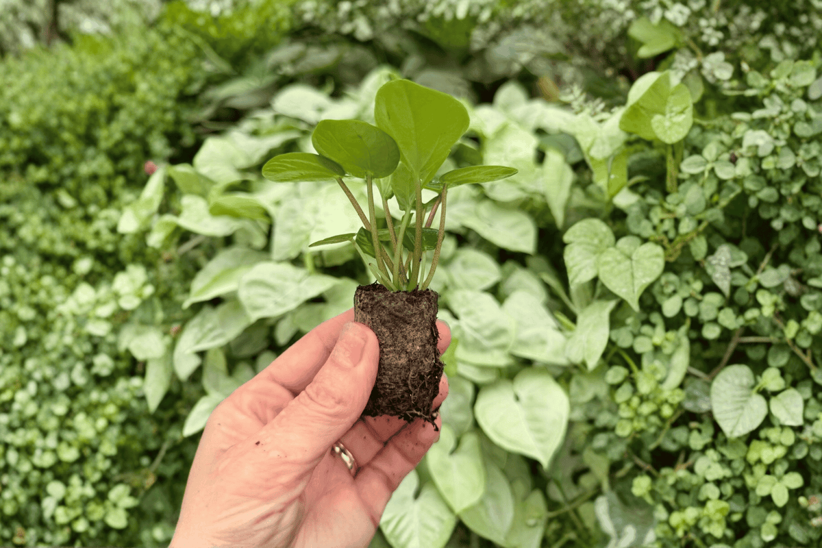 Peperomia Rana Verde – 2 Exact Live Starter Plants, 2-Inch Size – Peperomia ‘Rana Verde’