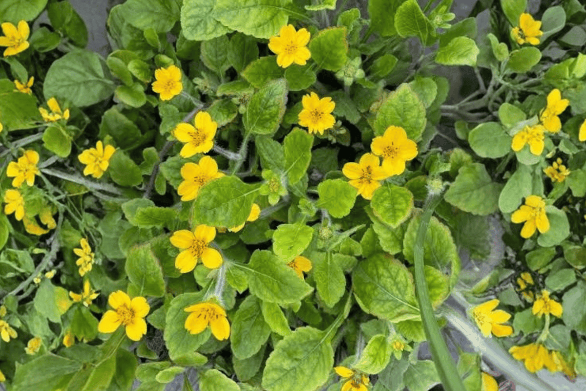 Green and Gold 1 Live Groundcover Plant – Chrysogonum virginianum – 1 Gallon Pot