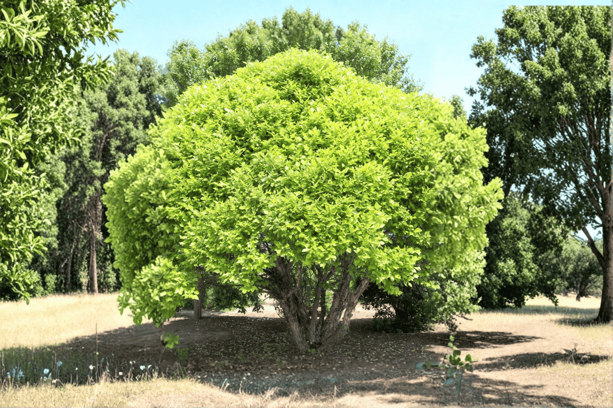 Fox Valley Dwarf River Birch 1 Live Tree – Betula nigra ‘Little King’ – 3 Gallon Pot