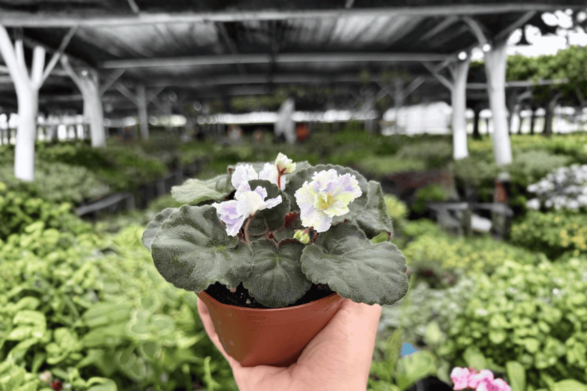 Harmony’s Cotton Candy African Violet 2 Exact Live Plants – 4” Size