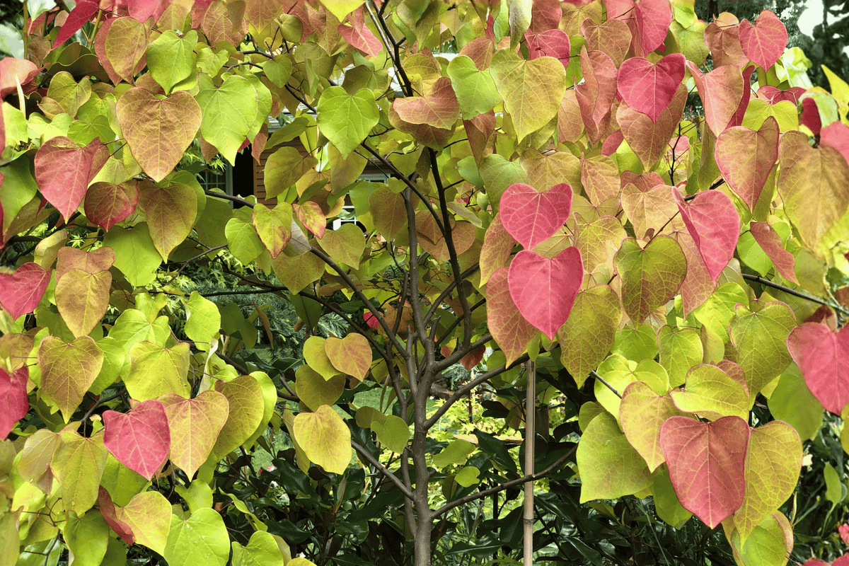 Flame Thrower Redbud 1 Live Tree – Cercis canadensis ‘Flame Thrower’ – 2 Gallon Pot – 36″