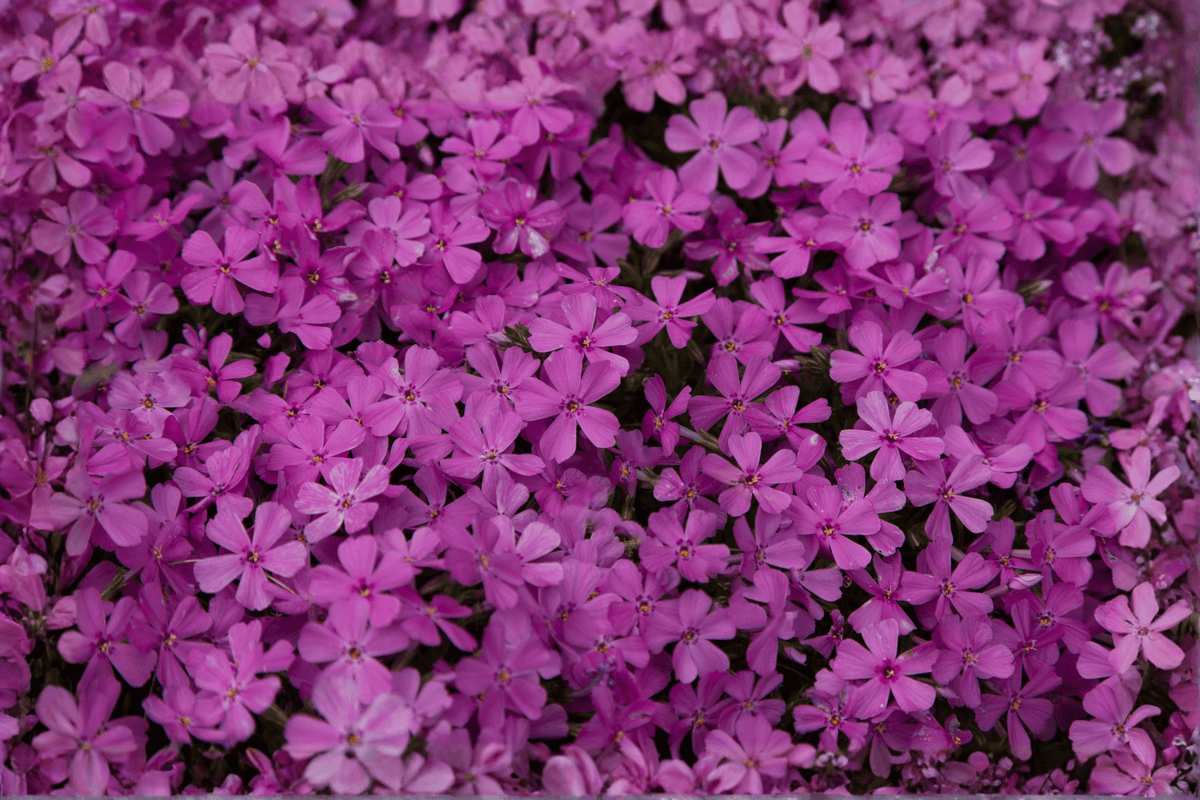Drummond’s Pink Creeping Phlox 1 Live Plant – Phlox subulata ‘Drummond’s Pink’ – 1 Gallon Pot