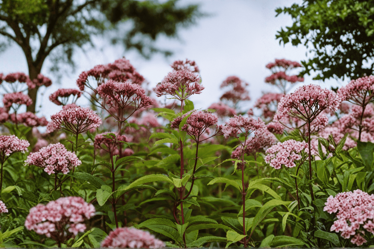 Rosie Josie Joe Pye Weed 1 Live Plant – Eupatorium ‘Rosie Josie’ – 2 Gallon Pot