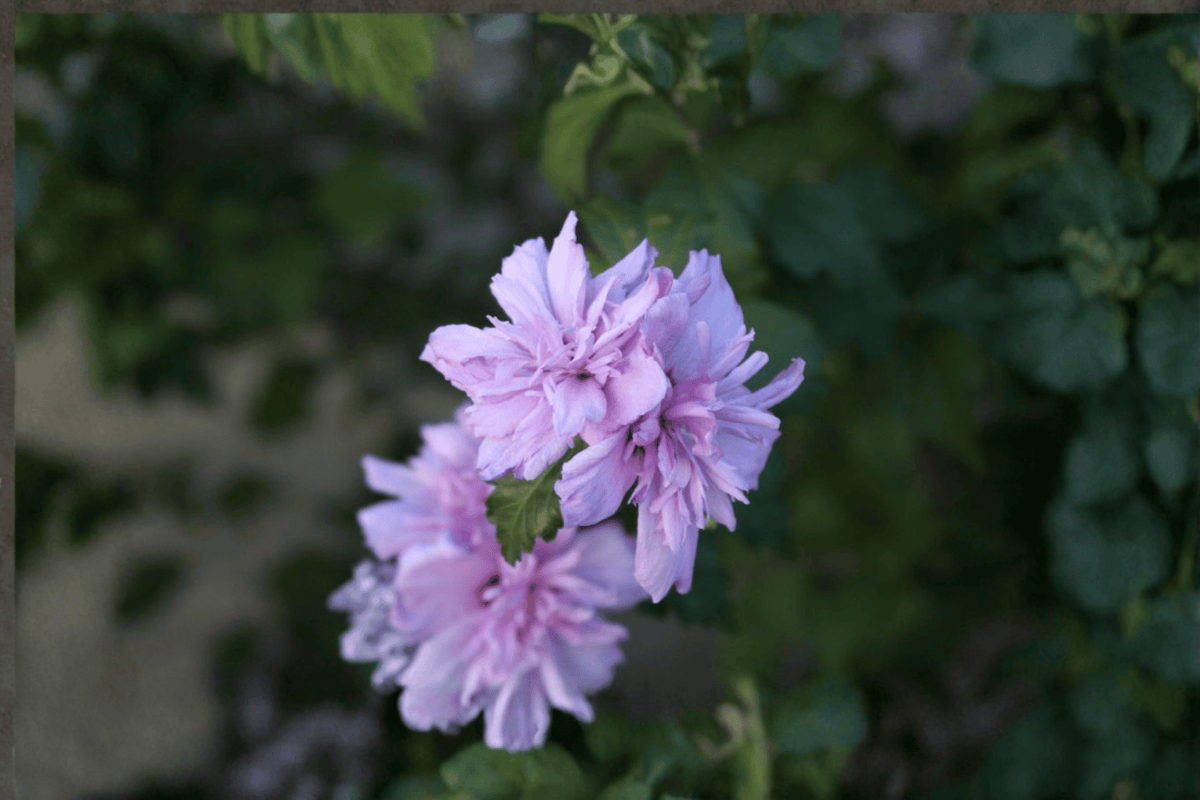 Blushing Bride Rose of Sharon 1 Live Shrub, 3 Gallon – Hibiscus syriacus ‘Blushing Bride’