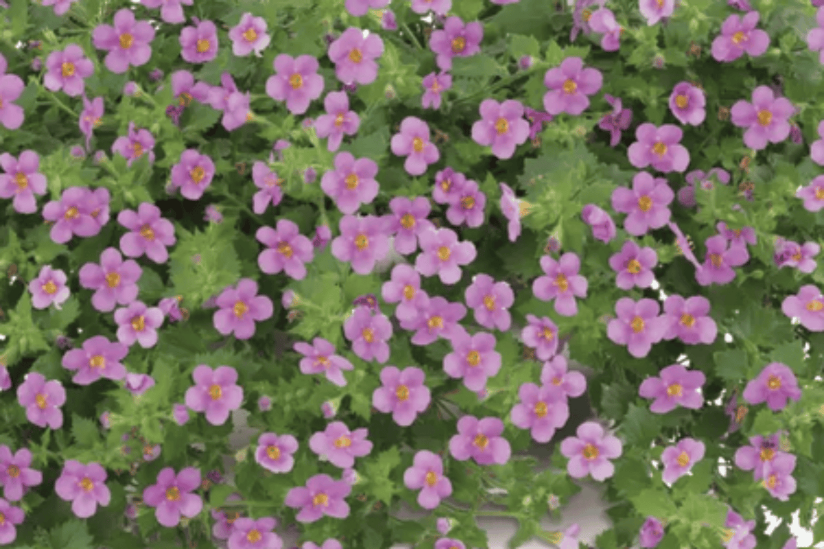 Scopia Gulliver Pink Bacopa 1 Live Plant – 4-Inch Pot – Sutera cordata ‘Scopia Gulliver Pink’