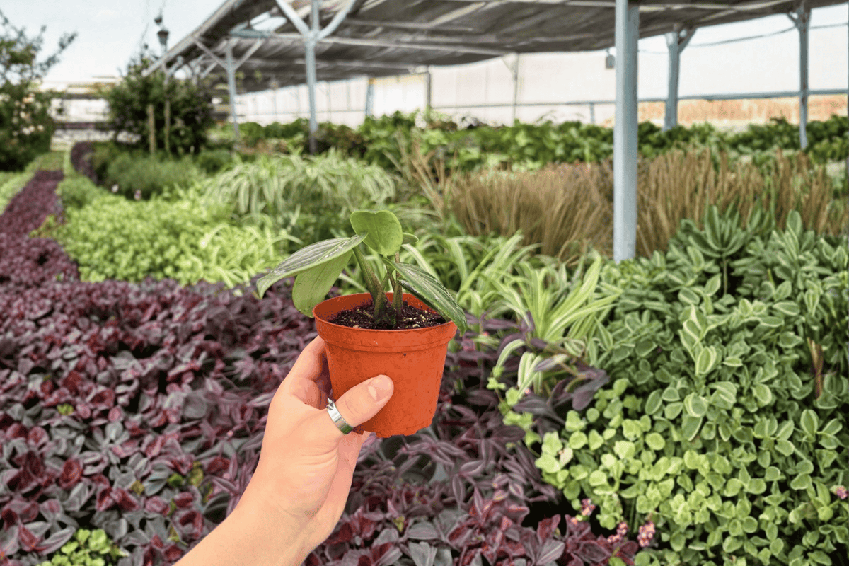Peperomia Maculosa 2 Exact Live Plants – 4-Inch Pots – Peperomia maculosa