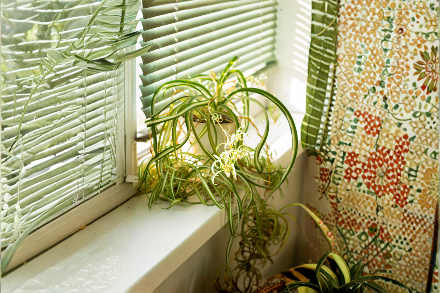 Bonnie Curly Spider Plant Live Plant – 4 Inch Pot – Chlorophytum comosum 'Bonnie'