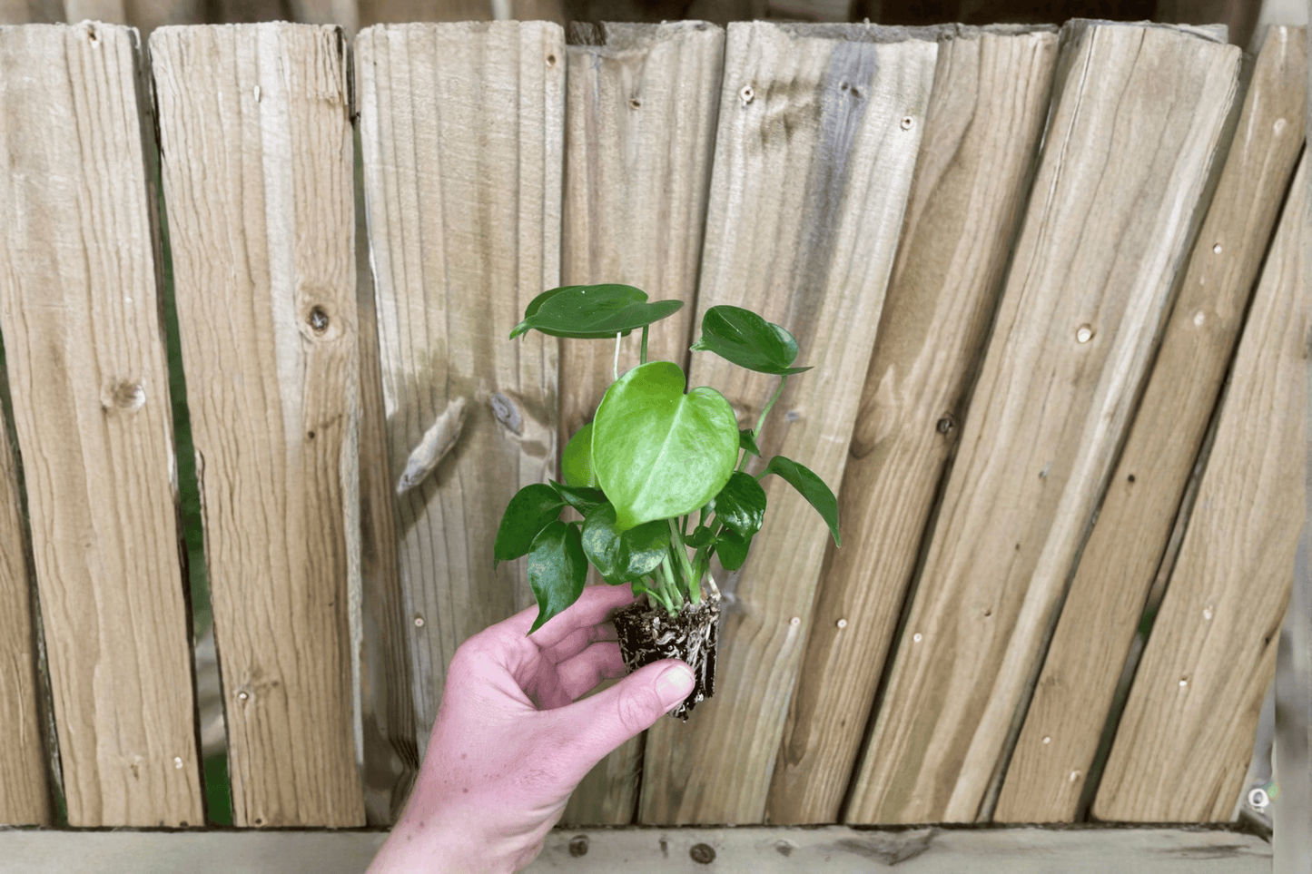 2 Seed-Grown Monstera Deliciosa 'Swiss Cheese Plant' Starter Plants – Bare Root – Monstera deliciosa