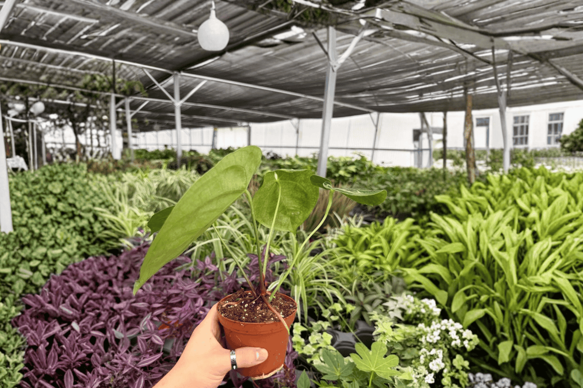 Anthurium Dorayaki x Papi 2 Exact Live Plants – 4-Inch Pots