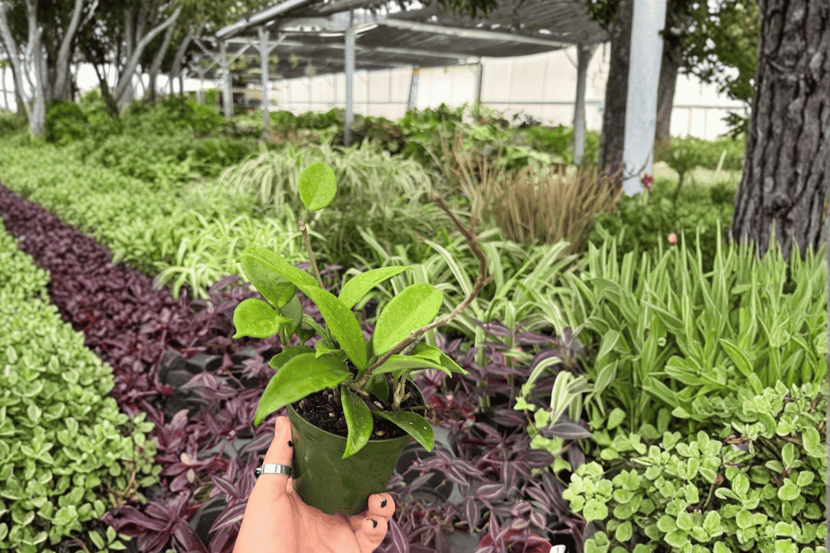 Hoya Jade 2 Exact Live Plants – 4-Inch Pots – Hoya ‘Jade’