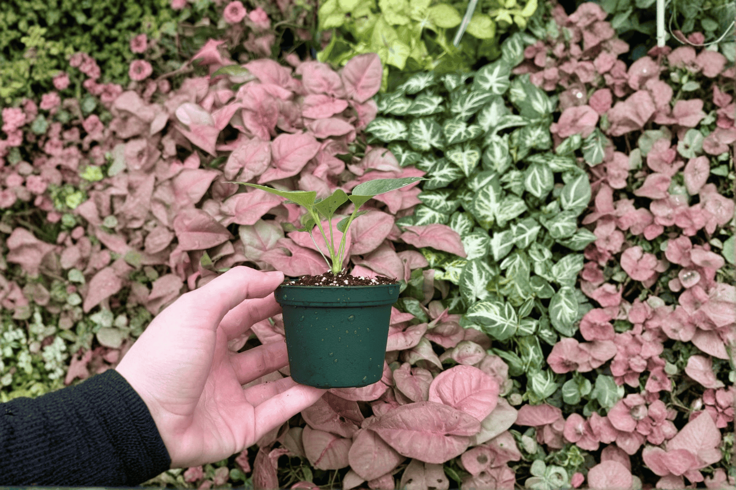 Anthurium Brownii 2 Live Starter Plants – 2-Inch Pot Format – Anthurium brownii