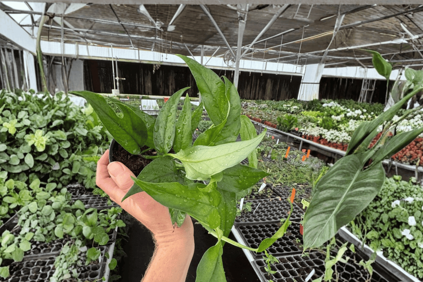 2 Epipremnum 'Baltic Blue' Live Plants in 4-Inch Pots – Epipremnum pinnatum 'Baltic Blue'
