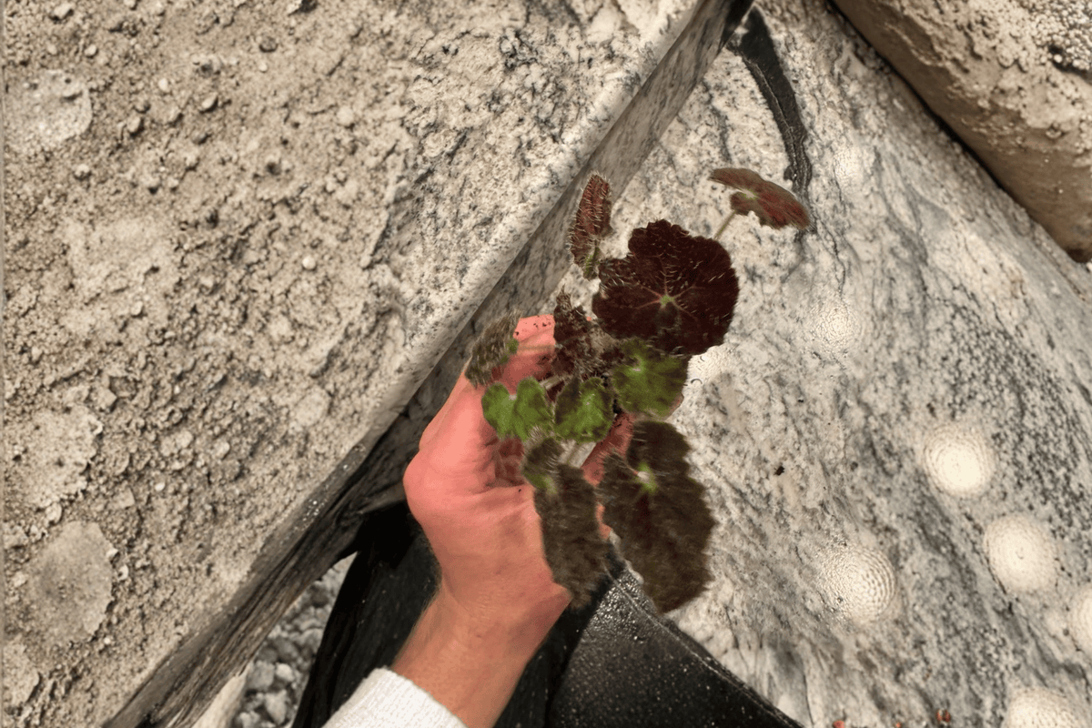 Night Eyes Begonia 2 Live Starter Plants – Soil Pods