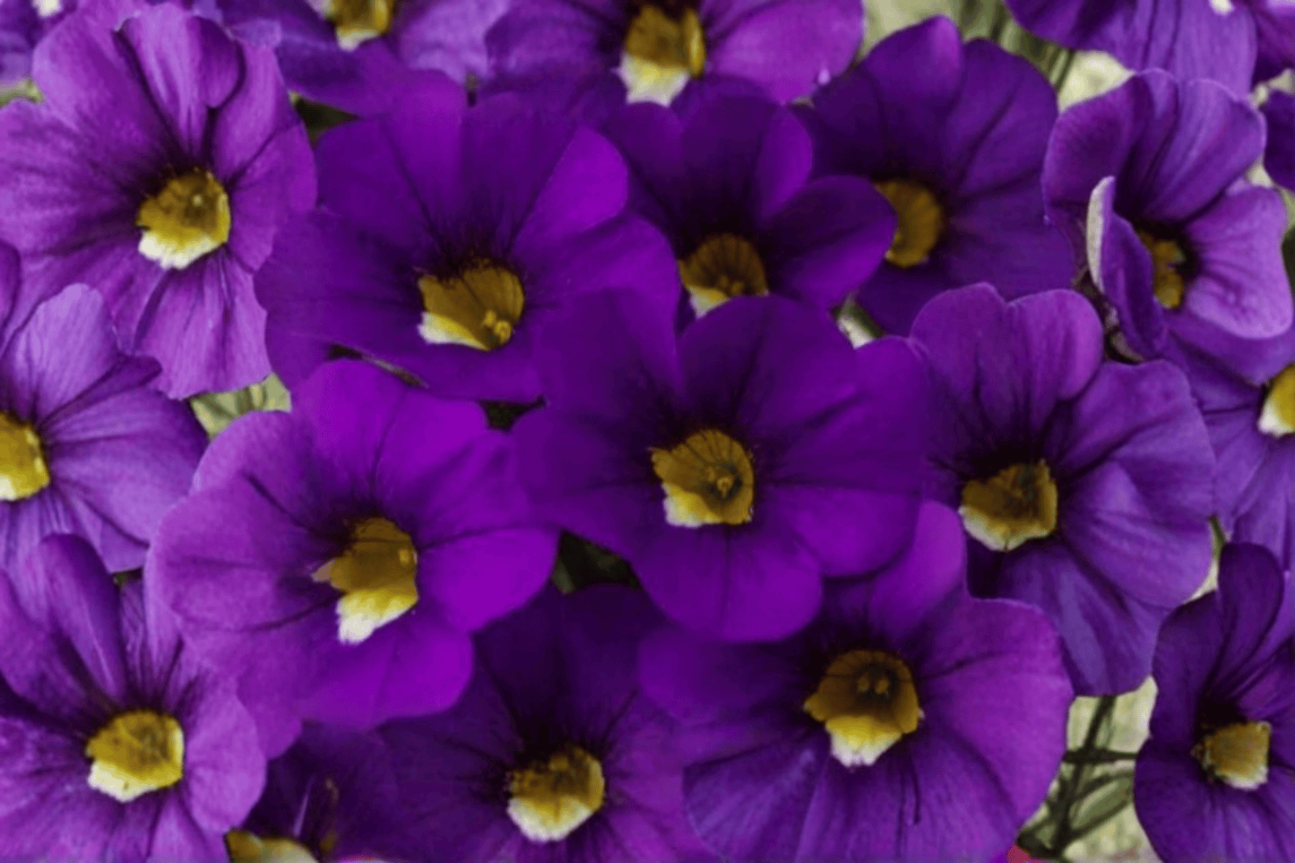 Calitastic Violaceous Million Bells 1 Live Plant – 4-Inch Pot – Calibrachoa hybrid ‘Calitastic Violaceous’