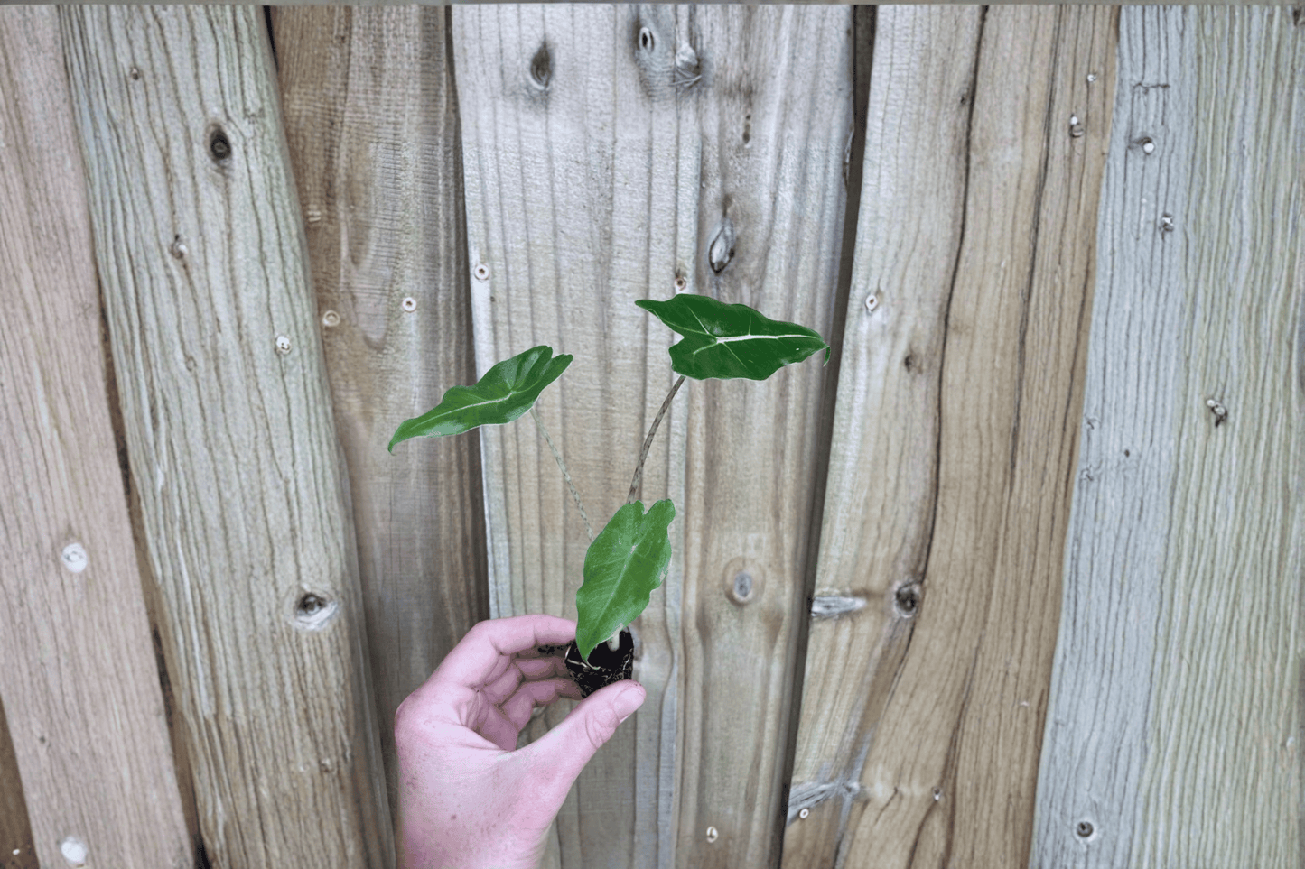 2 Alocasia 'Sarian' Live Starter Plants – Bare Root Elephant Ear