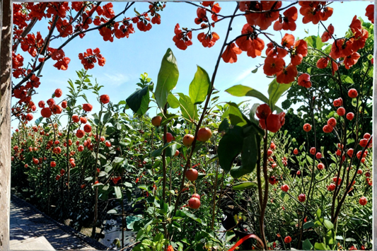 Dolgo Crabapple Tree 4–6 Ft Live Fruit Tree, Ornamental Crab Apple Tree for Garden Landscape Outdoor