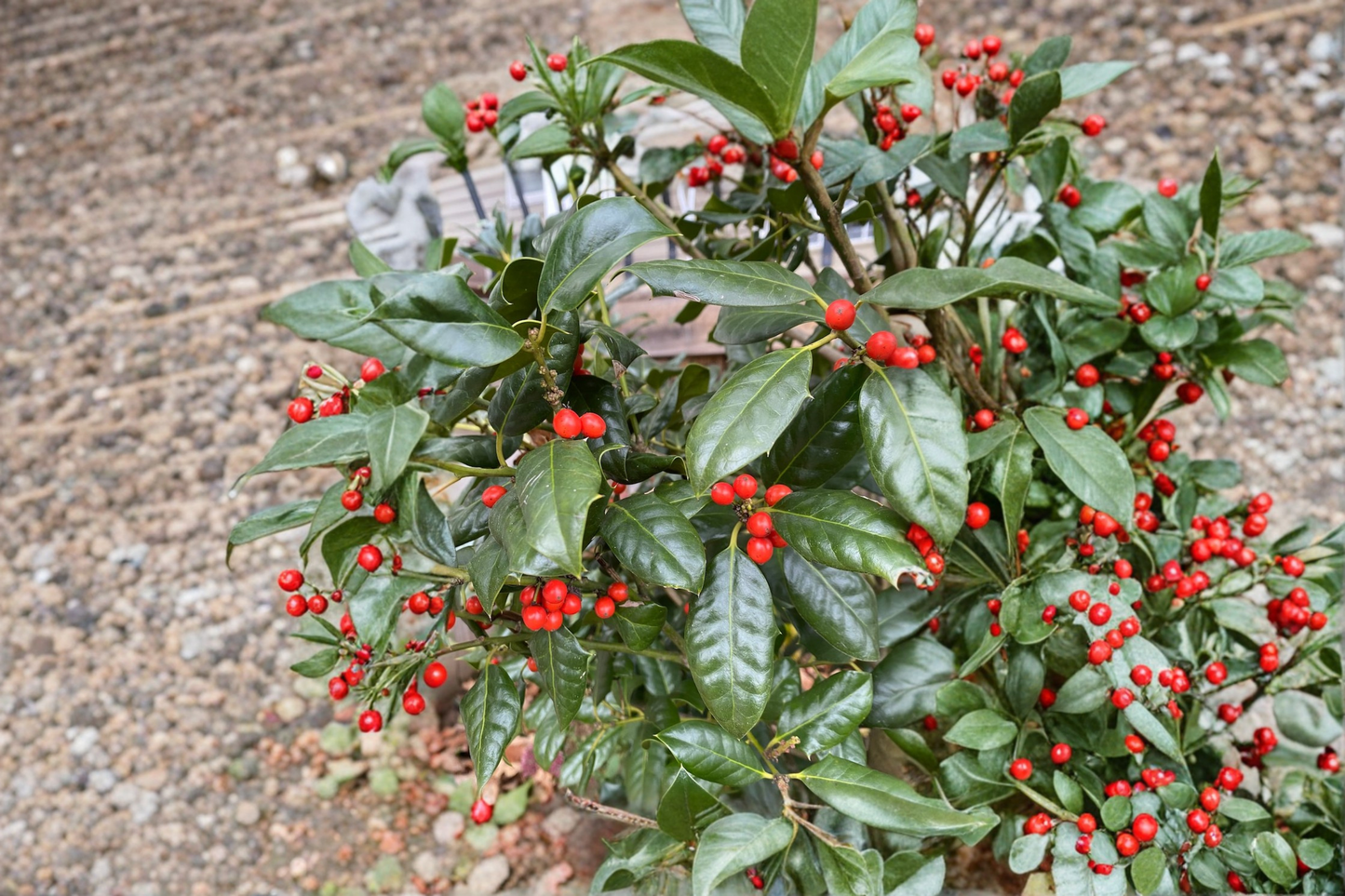 Nellie R Stevens Holly 12 Inch Live Plant 1 Gallon Pot – Ilex Evergreen Privacy Hedge Red Berry Landscape Plant
