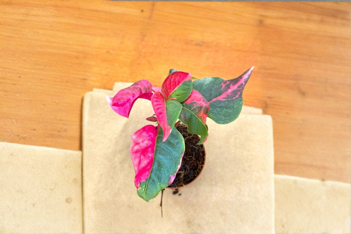 Alternanthera Party Time Live Plant Pink Foliage Houseplant Indoor Outdoor Starter Cutting