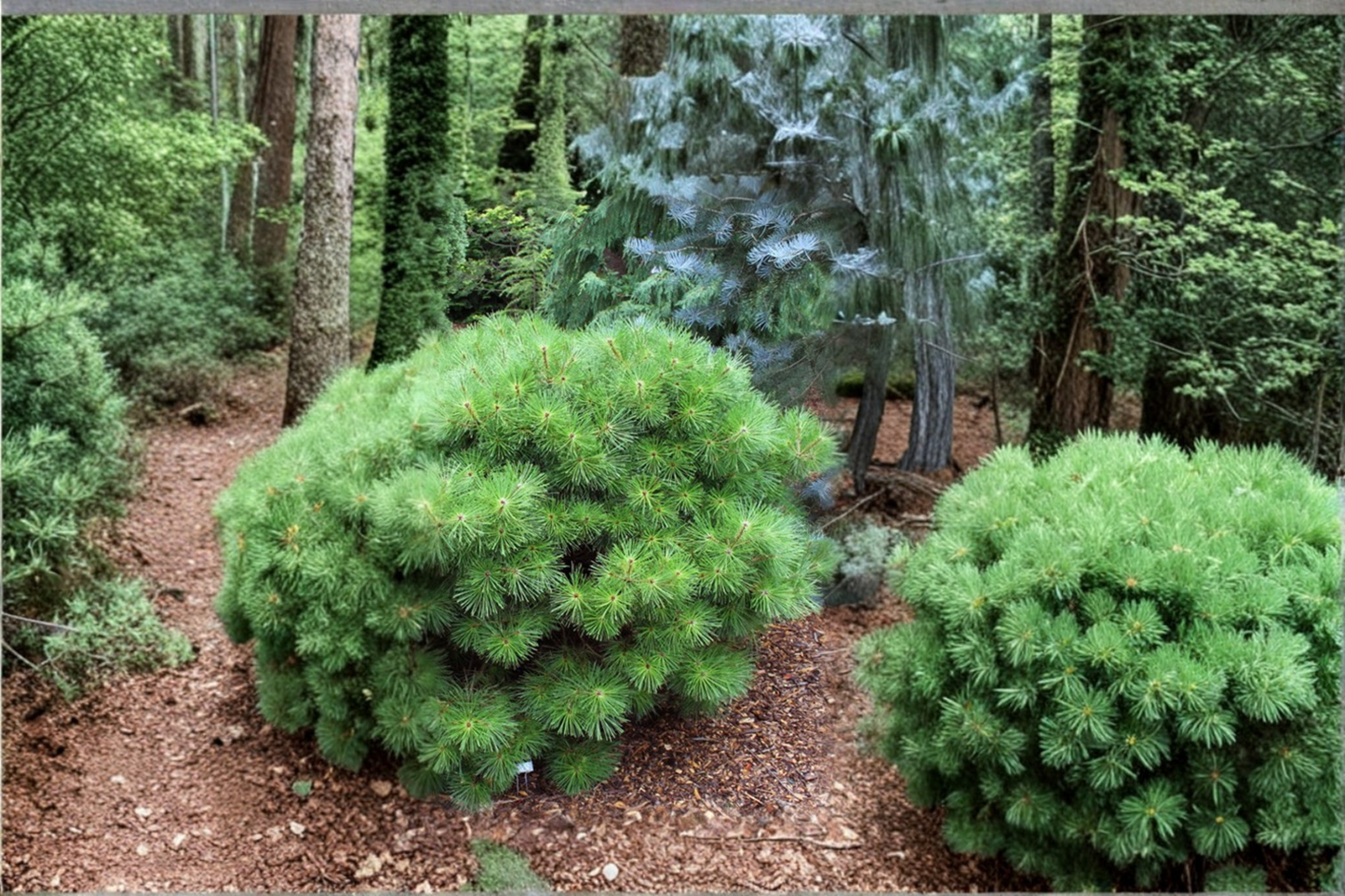 Jane Kluis Japanese Red Pine Live Plant 10 Inch Tall – Pinus densiflora Evergreen Bonsai Tree 1 Gallon Pot Garden Plant