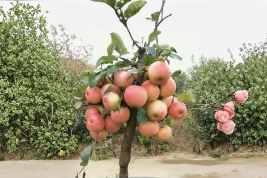 Dwarf Gala Apple Tree Seeds Rare Apple Variety 10 Seeds Home Garden Planting Compact Fruit Tree Growing Seed Pack