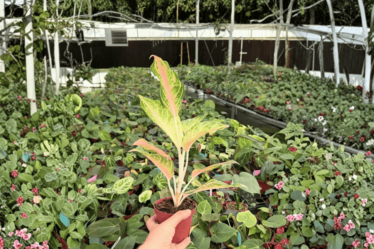 2 Aglaonema Red Panama Live Plants – 4” Pot