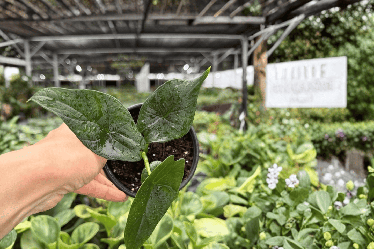 2 Exact Alocasia Silver Wings (Silver Dragon × Scalprum) Live Plants – 4-Inch Pots