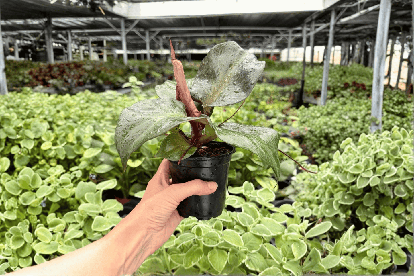 Philodendron Red Heart 2 Exact Live Plants – 4-Inch Pots