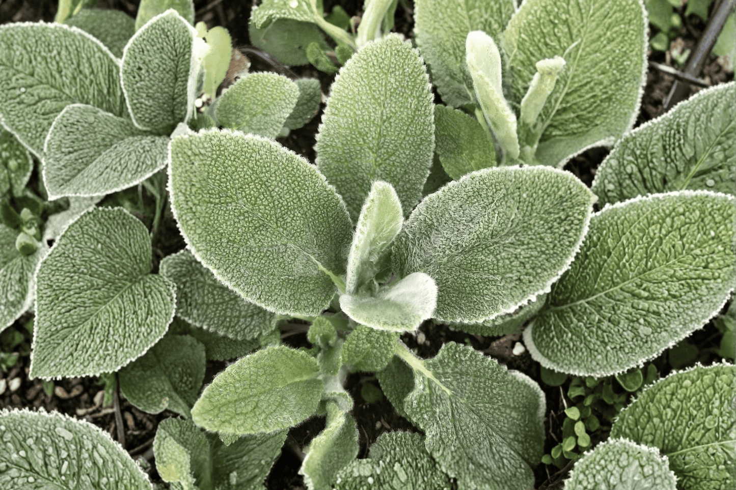 Big Ears Lamb’s Ear 1 Live Plant – 4-Inch Pot – Stachys byzantina ‘Big Ears’