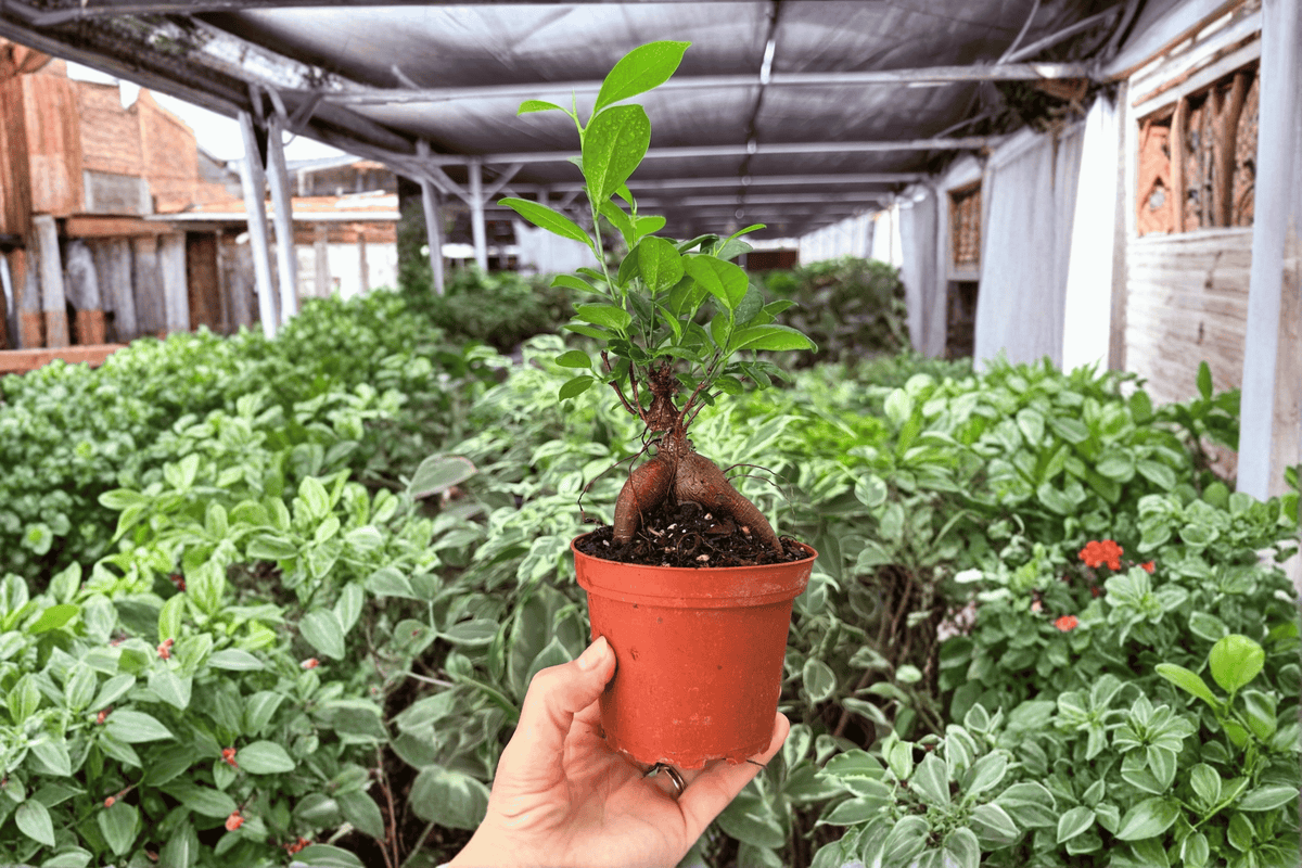 Ficus Ginseng 2 Exact Live Plants – 4-Inch Pots – Ficus microcarpa ‘Ginseng’