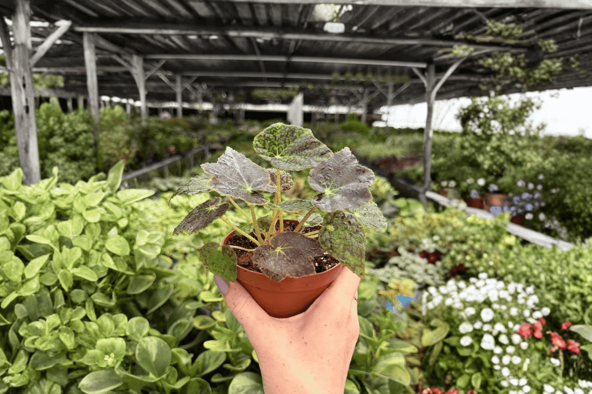 Harmony’s Aces High Begonia 2 Exact Live Plants – Begonia ‘Harmony’s Aces High’ 4” Bare Root