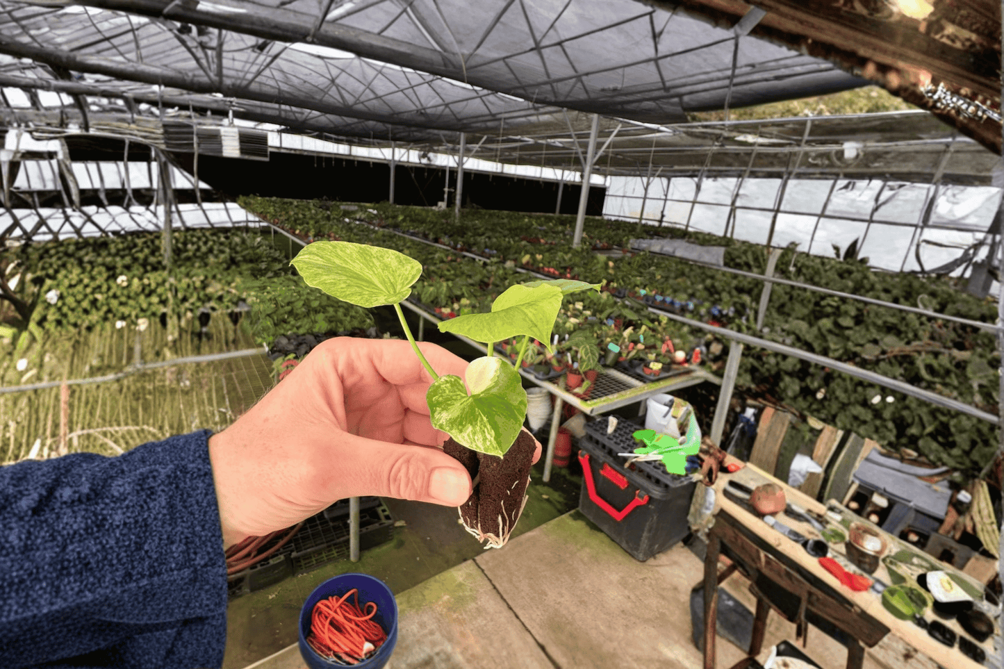 2 Philodendron 'Hope Aurea' Starter Plants – Live Hybrid Philodendron