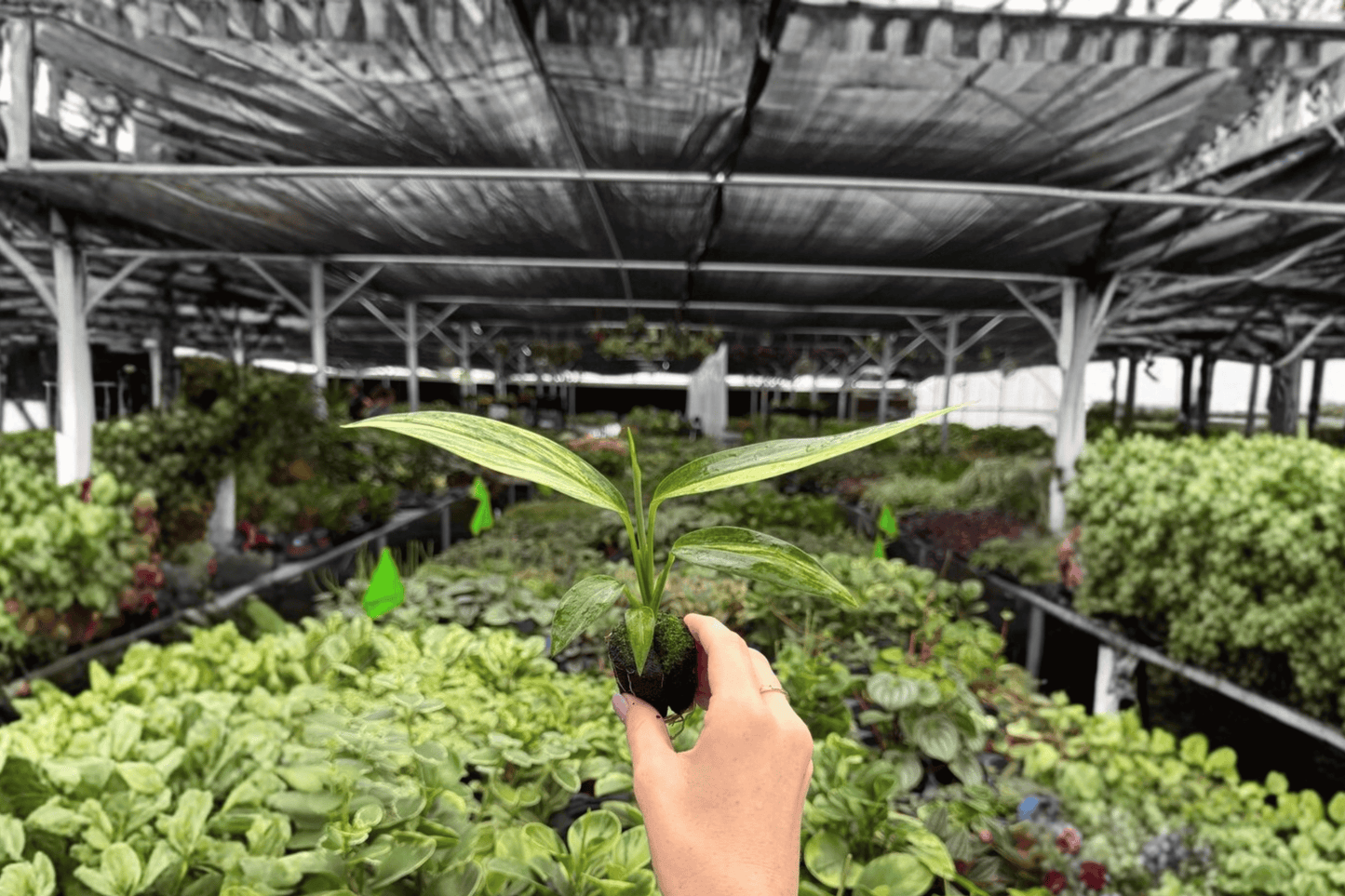 Variegated Epipremnum Amplissimum 2 Exact Live Starter Plants – Epipremnum amplissimum