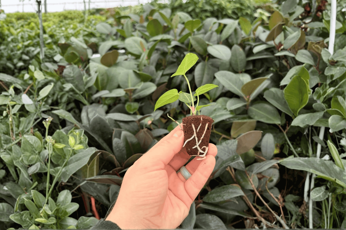 Anthurium Magnificum x Silver Blush 2 Exact Live Starter Plants – Plugs