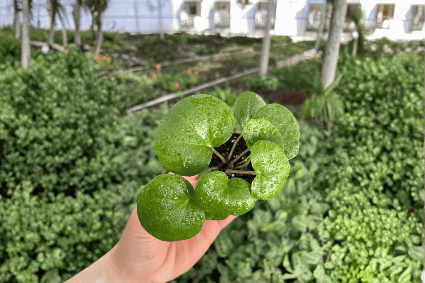 2 Farfugium gigantea Live Plants – 2-Inch Pots – Farfugium giganteum
