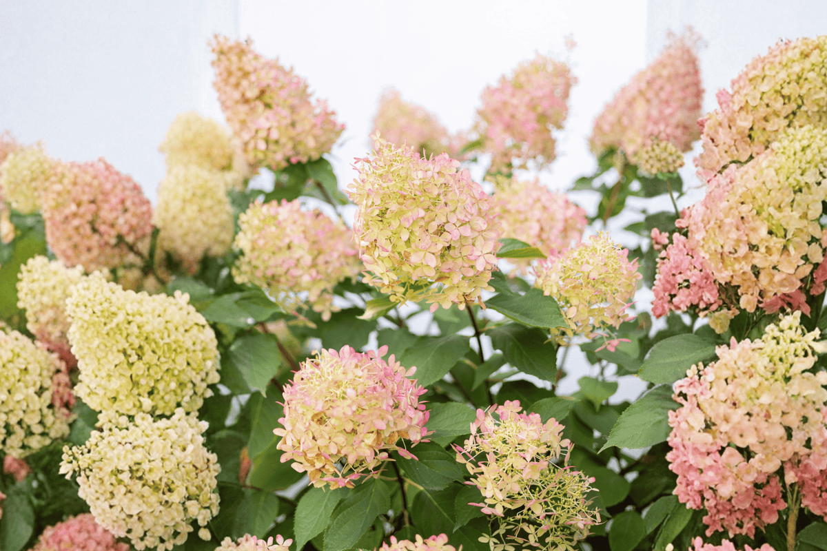 Little Hottie Panicle Hydrangea 1 Live Flowering Shrub, 3 Gallon – Hydrangea paniculata ‘Bailpanone’