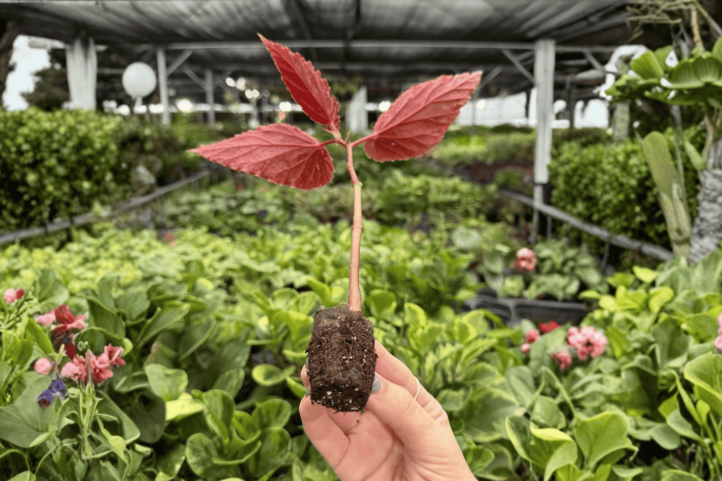 2 Exact Begonia Benigo Pink Starter Plants in Plug – Begonia 'Benigo Pink'