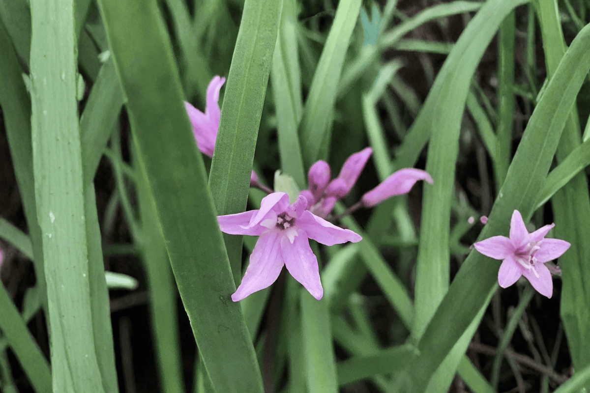 Society Garlic Live Plant – 4-Inch Pot – Tulbaghia violacea