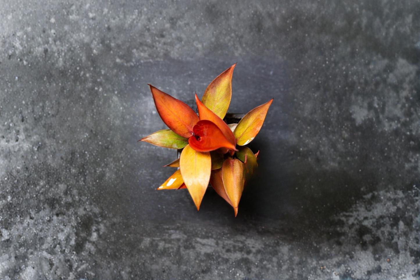 Philodendron Red Sun Live Plant Red Leaf Tropical Houseplant Indoor Philodendron in 2 Inch Pot