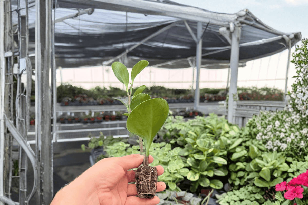 2 Marble Green Peperomia Starter Plants – Peperomia obtusifolia ‘Albomarginata’