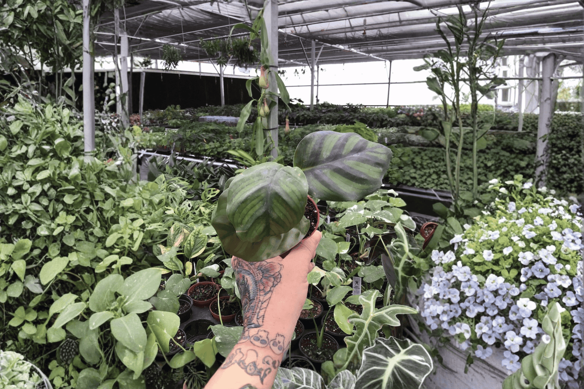 Calathea Fasciata Rotundifolia 2 Live Starter Plants – 2-Inch Starter Size – Goeppertia fasciata