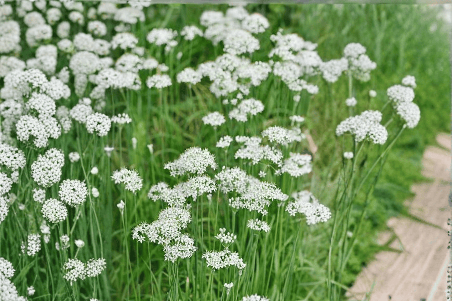 Garlic Chives 1 Live Plant – 4-Inch Pot – Allium tuberosum