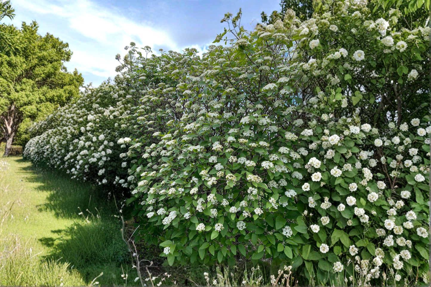 Mohican Viburnum Live Plant 4 Inch Pot Flowering Shrub Red Berry Landscape Garden Hardy Viburnum