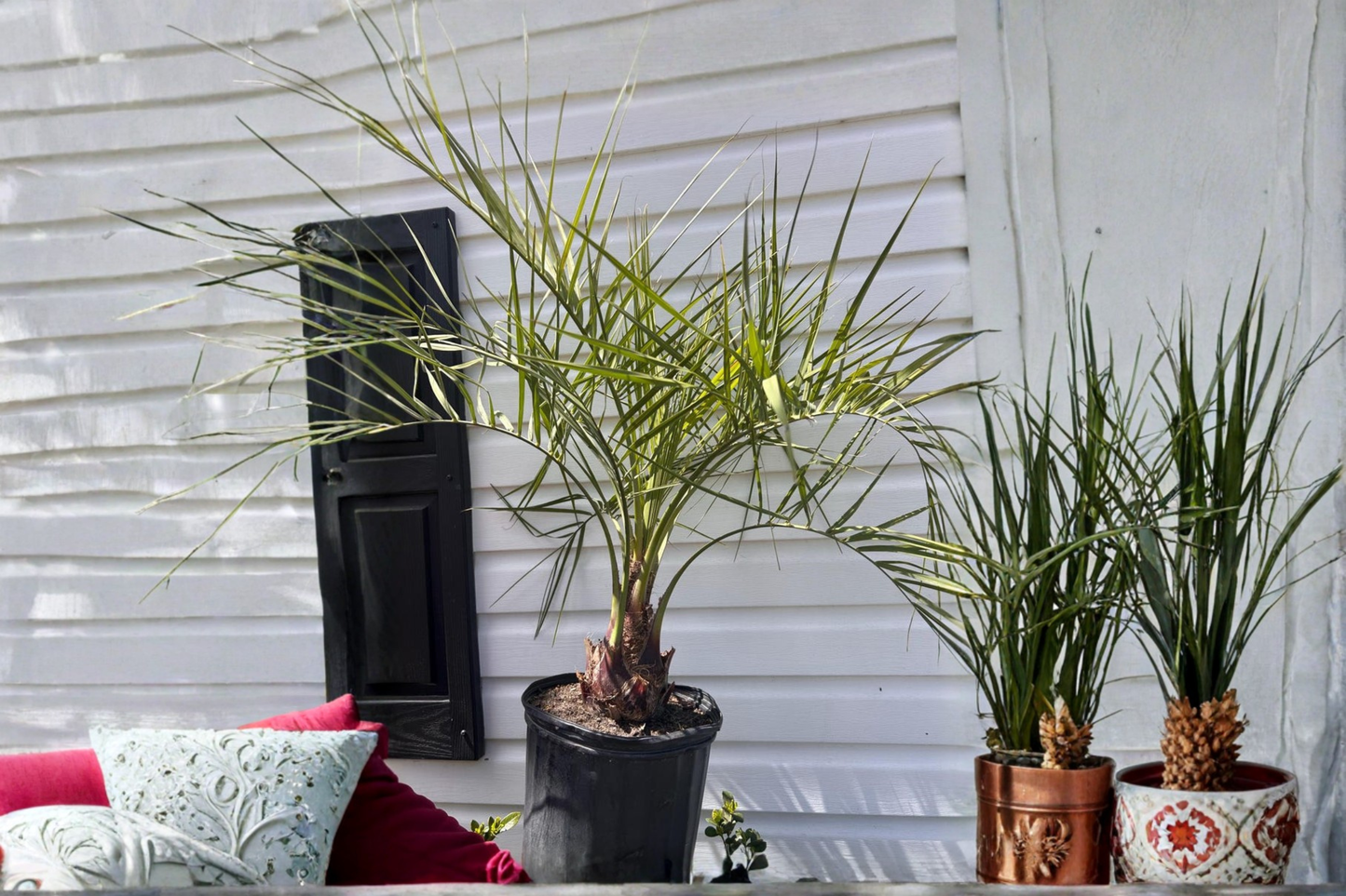 Pindo Palm Tree Live Plant 3 Gallon Butia Palm Tropical Outdoor Palm Tree Patio Container Garden Plant