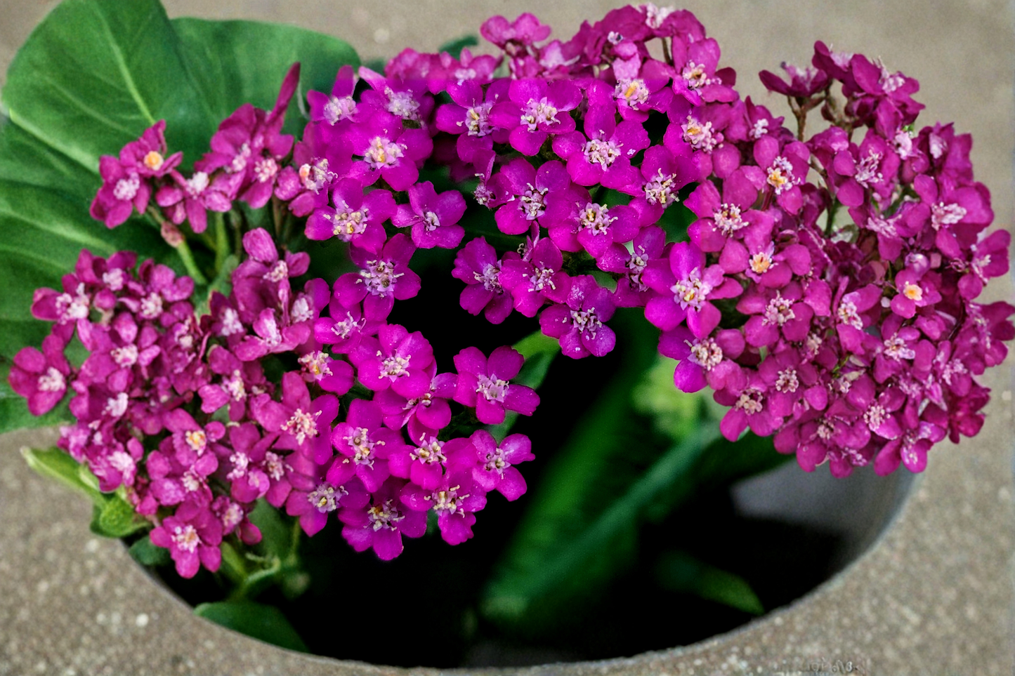 Achillea New Vintage Violet Live Plants 3 Rooted Starters in 1 Qt Pots Purple Yarrow Perennial Flower Garden Plants