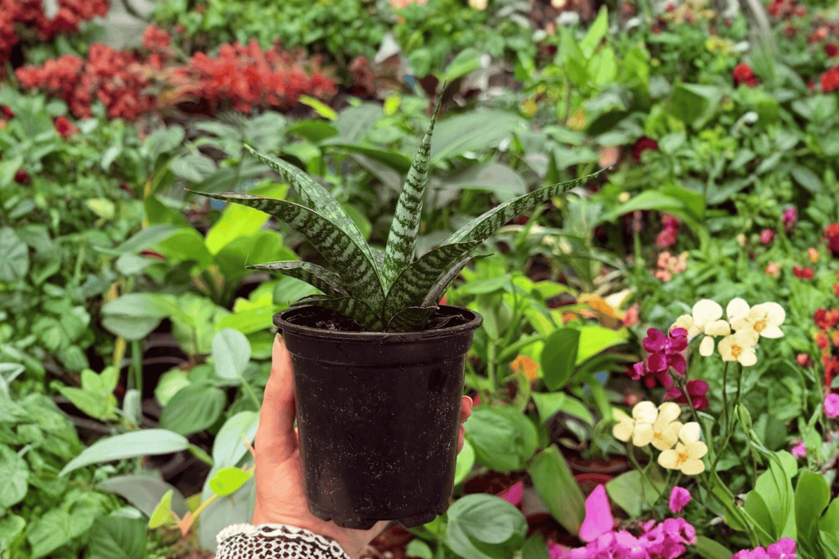 Sansevieria Hybrida Tiger – 2 Exact Live Plants in 4” Pots