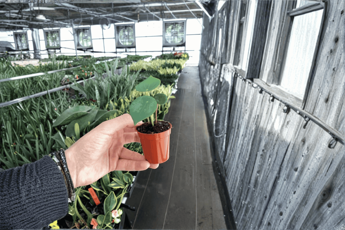 Raindrop Peperomia – 2 Live Starter Plants, 2-Inch Size – Peperomia polybotrya