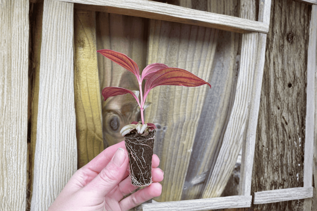 Medinilla Gregori Hambali 2 Exact Live Starter Plants – Medinilla ‘Gregori Hambali’