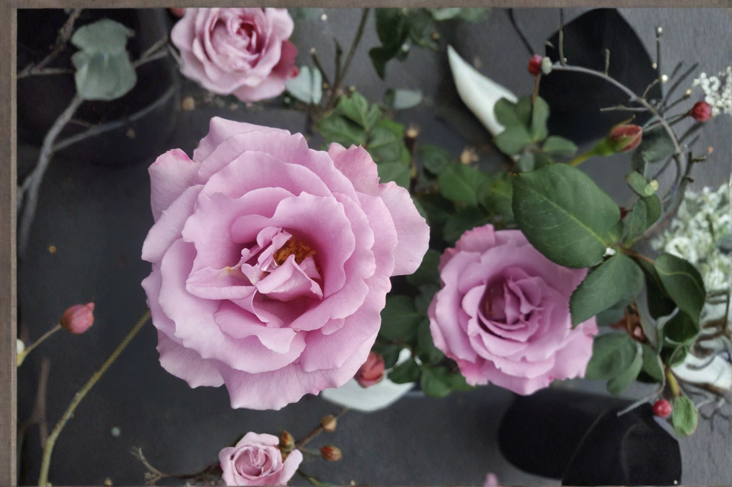 Angel Face Rose Bush 3 Gal Live Plant, Mauve Lavender Floribunda Rose Shrub for Garden Landscaping
