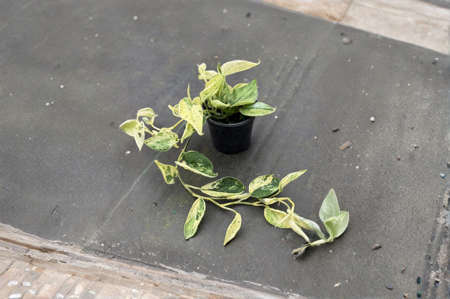 Scindapsus Marble Queen Live Plant Satin Pothos Indoor Houseplant 4 Inch Rooted Starter Gift