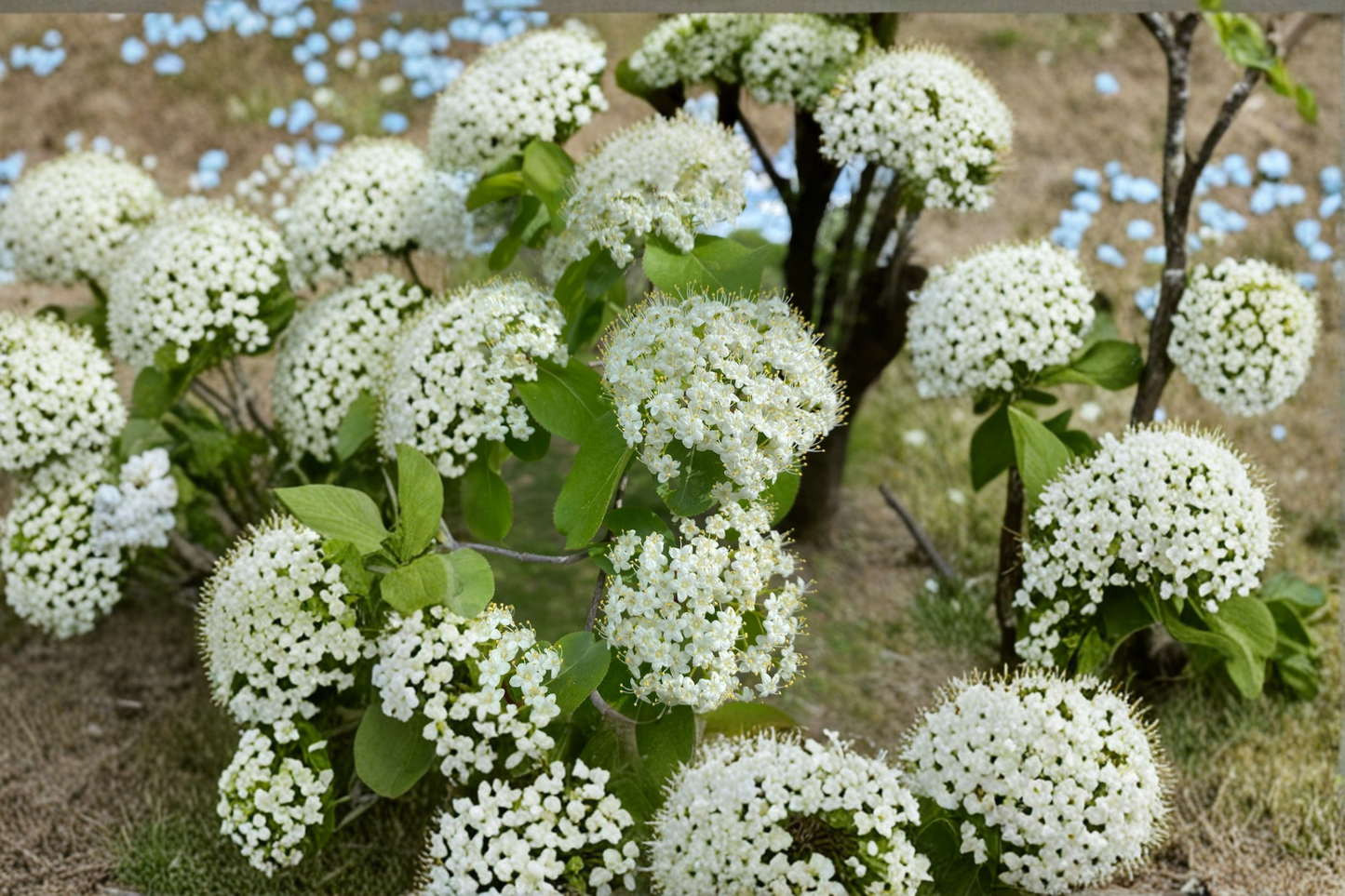 Blackhaw Viburnum Native Plant 1 Gallon – Viburnum prunifolium White Flowering Shrub for Garden Landscape